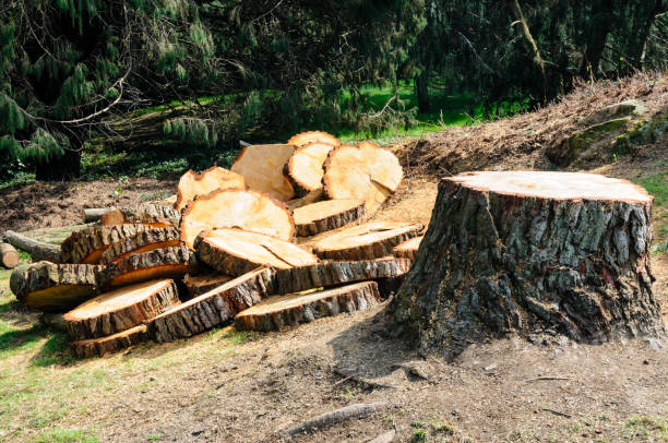 How Our Tree Care Process Works  in  Homeland Park, SC